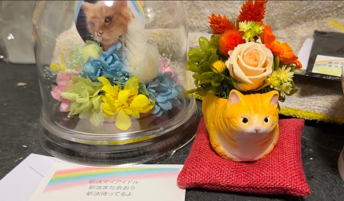 みんなに愛されたボス猫、その火葬のあと The Boss Cat Everyone Loved