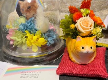 みんなに愛されたボス猫、その火葬のあと The Boss Cat Everyone Loved