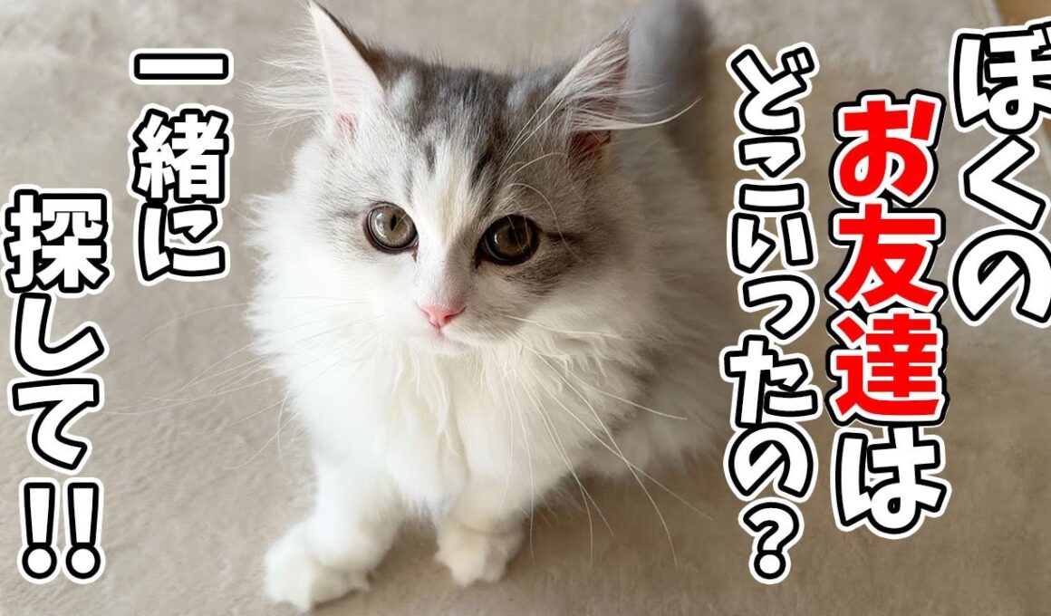 子猫の大好きなお友達がいなくなって一生懸命探し始めちゃいました…涙