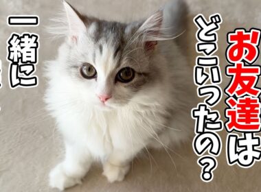 子猫の大好きなお友達がいなくなって一生懸命探し始めちゃいました…涙