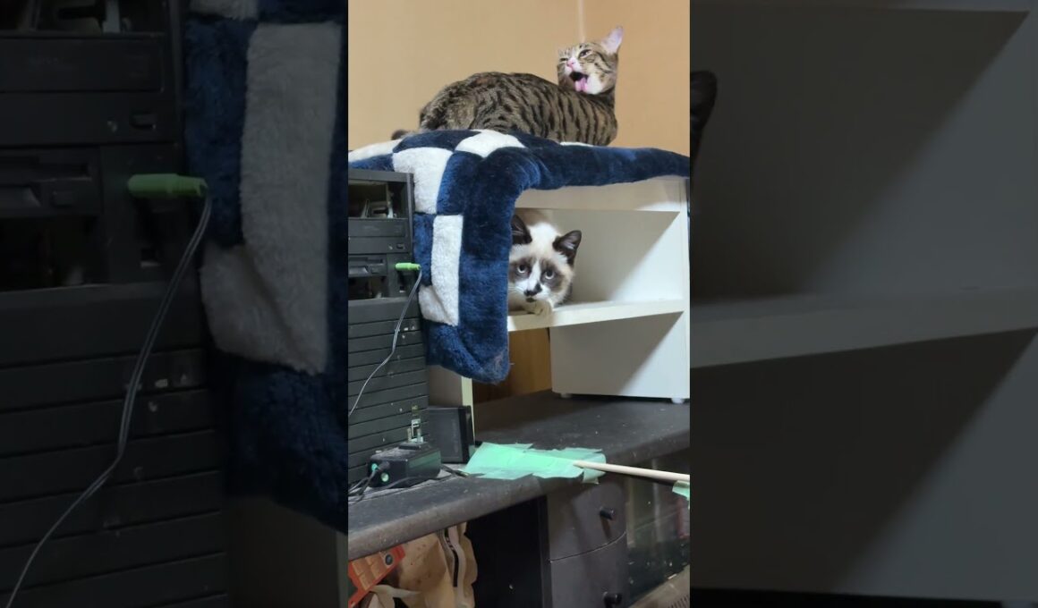 シャムの子ねこパンダ「じゃれてよ、キジシロのルル」　ルル「今、グルーミング中って、💦」