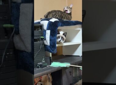 シャムの子ねこパンダ「じゃれてよ、キジシロのルル」　ルル「今、グルーミング中って、💦」