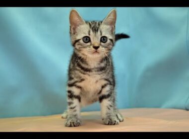 アメリカンショートヘアー　No.251107　ペットショップ『ヒラマツケンネル』の子猫