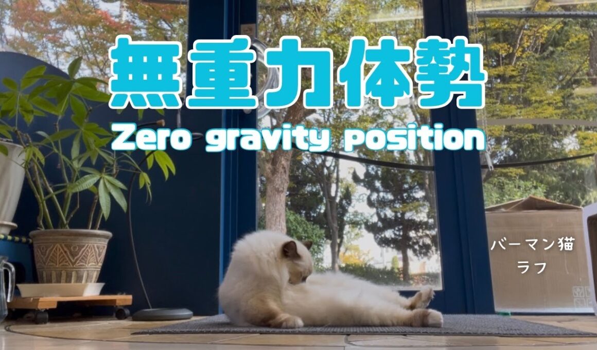 バーマン猫ラフ【無重力体勢】Zero gravity position （バーマン猫）Birman/Cat