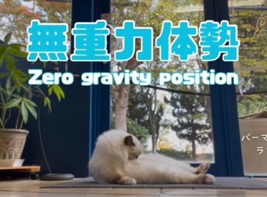 バーマン猫ラフ【無重力体勢】Zero gravity position （バーマン猫）Birman/Cat