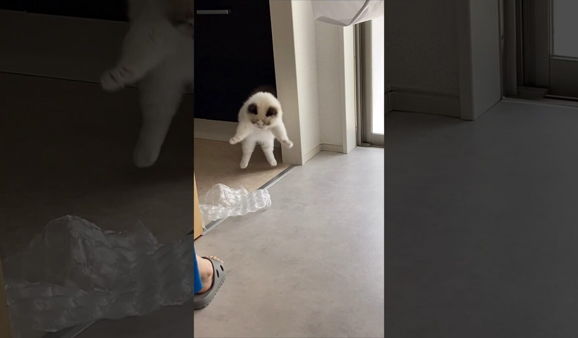 何も仕留めれなそうで可愛い。#shorts #ラグドール #子猫 #猫のいる生活 #甘えん坊猫 #ぬいぐるみ猫