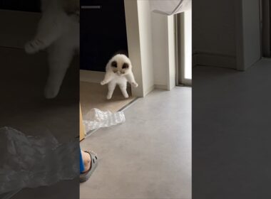 何も仕留めれなそうで可愛い。#shorts #ラグドール #子猫 #猫のいる生活 #甘えん坊猫 #ぬいぐるみ猫