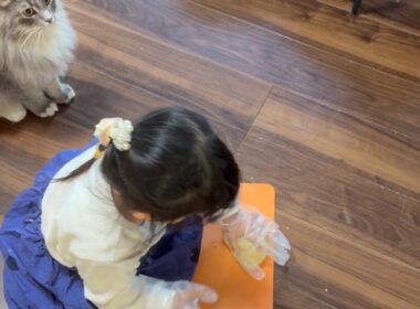 パンを作る娘の周りをウロウロする猫達　サイベリアン