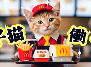 もふめし。/ 初めてのアルバイト！がんばる子猫虎丸— Kitten’s First Job!