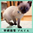 里親募集　シャムmixブルくん