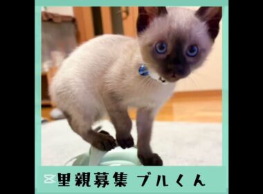 里親募集　シャムmixブルくん