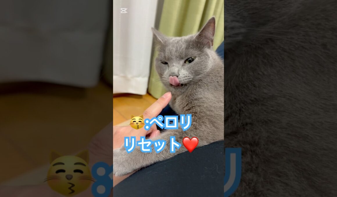 パパの指クチャいにゃ‼️ #猫 #ロシアンブルー #猫のいる暮らし  #shorts