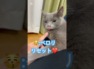 パパの指クチャいにゃ‼️ #猫 #ロシアンブルー #猫のいる暮らし  #shorts