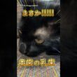 赤ちゃん猫の乳歯が抜ける瞬間