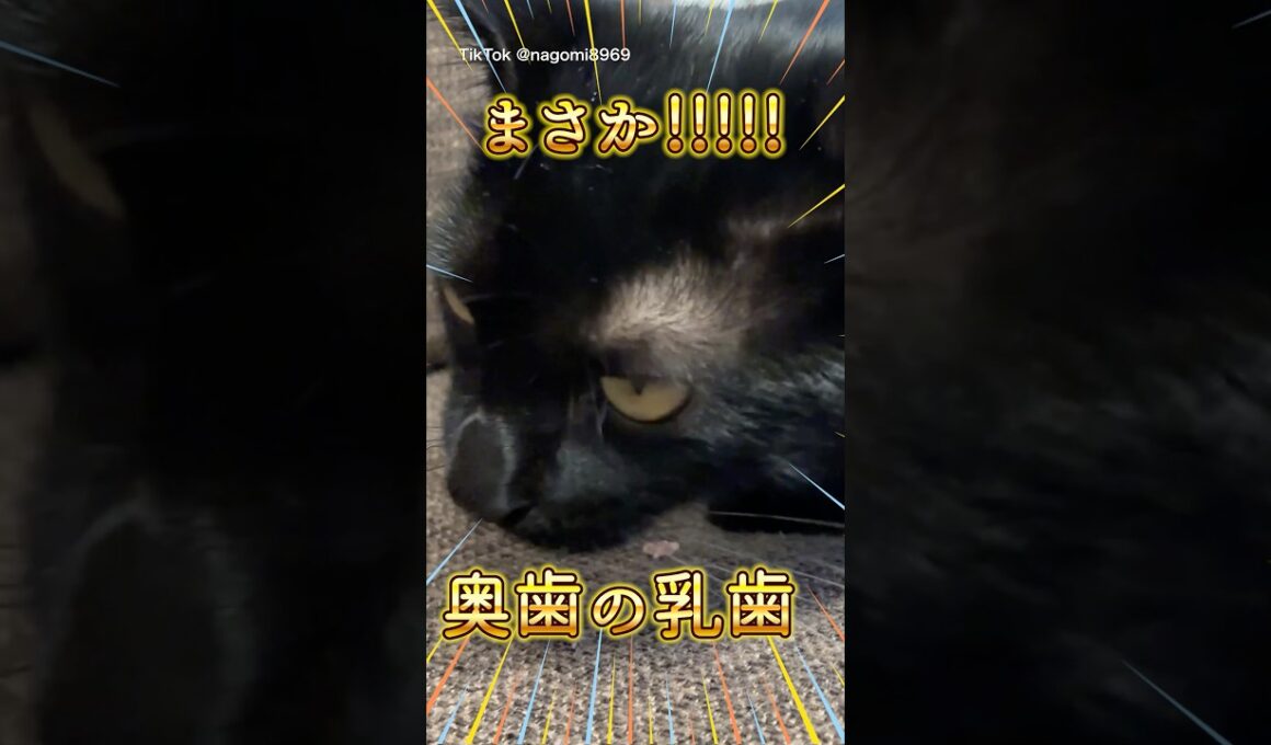 赤ちゃん猫の乳歯が抜ける瞬間