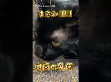赤ちゃん猫の乳歯が抜ける瞬間