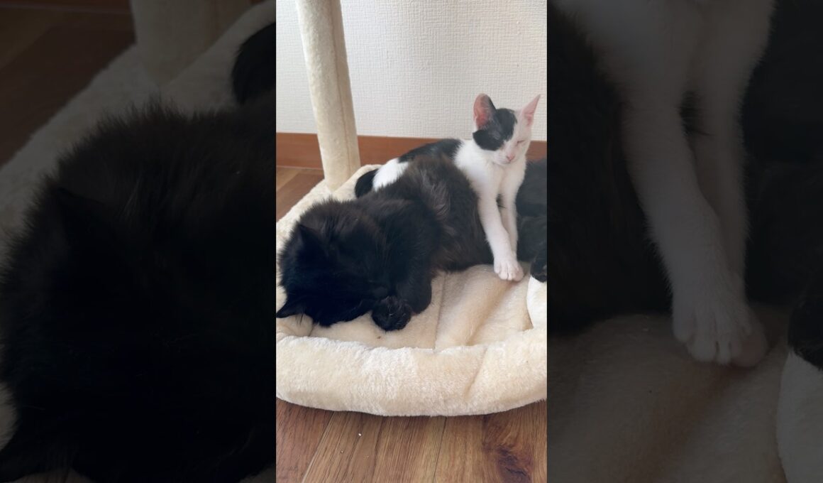 心臓マッサージする子猫