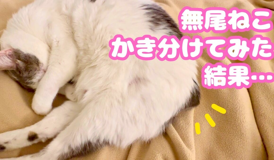 珍しい無尾の猫マンクス！ランピー兄弟のしっぽチェック