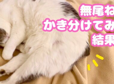 珍しい無尾の猫マンクス！ランピー兄弟のしっぽチェック