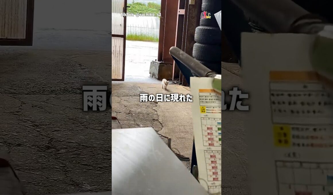 ずぶ濡れの子猫と家族の軌跡