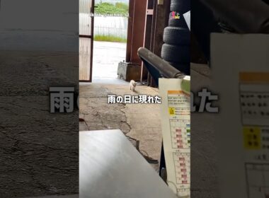 ずぶ濡れの子猫と家族の軌跡