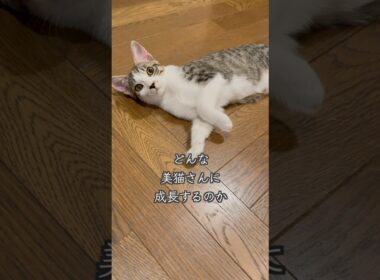 まるで子鹿のバンビのような4ヶ月の保護子猫(心室中隔欠損症VSD)🐱 #shorts  #子猫動画 #保護子猫