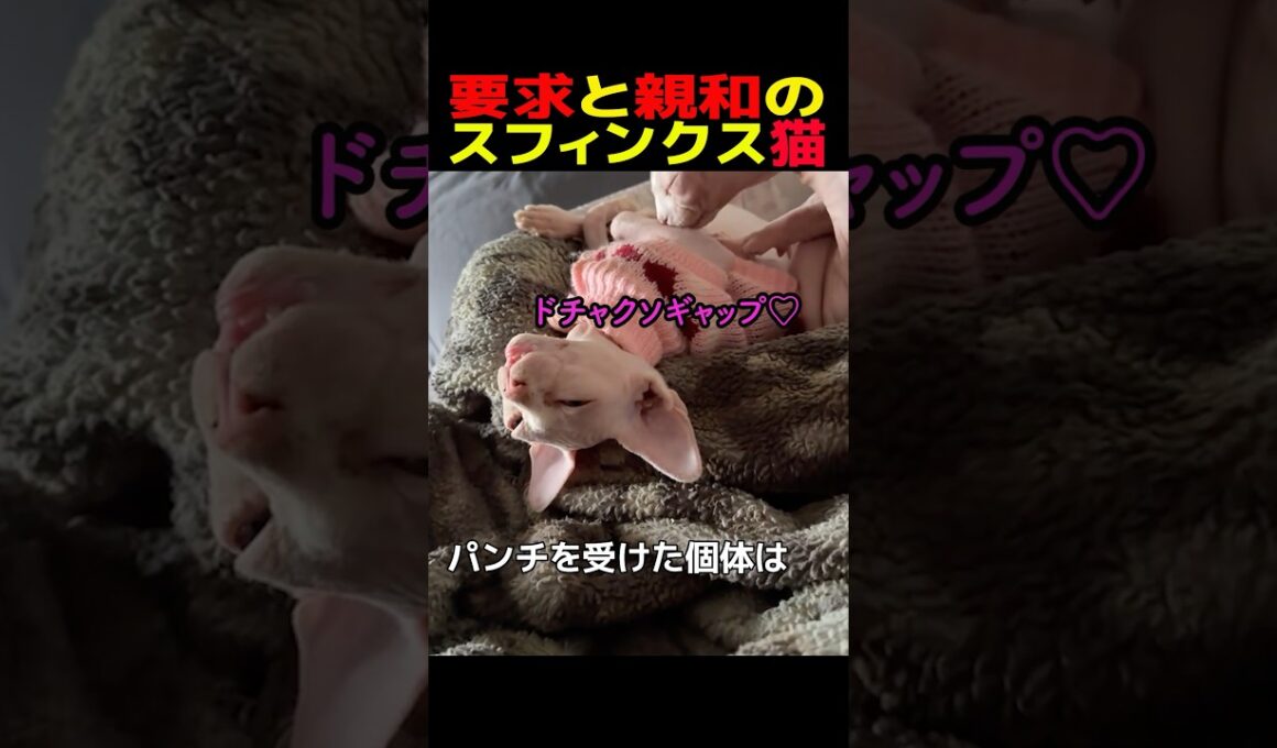 【猫雑学】要求と親和のスフィンクス猫#猫のいる暮らし #猫のいる生活