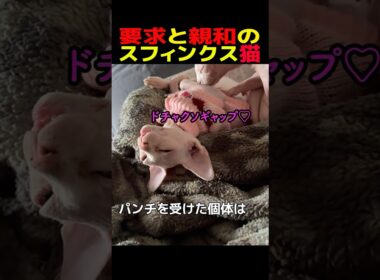 【猫雑学】要求と親和のスフィンクス猫#猫のいる暮らし #猫のいる生活