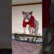スフィンクス猫リズムに乗る#shorts#cat #lifewithcats #猫 #猫のいる暮らし #sphynx