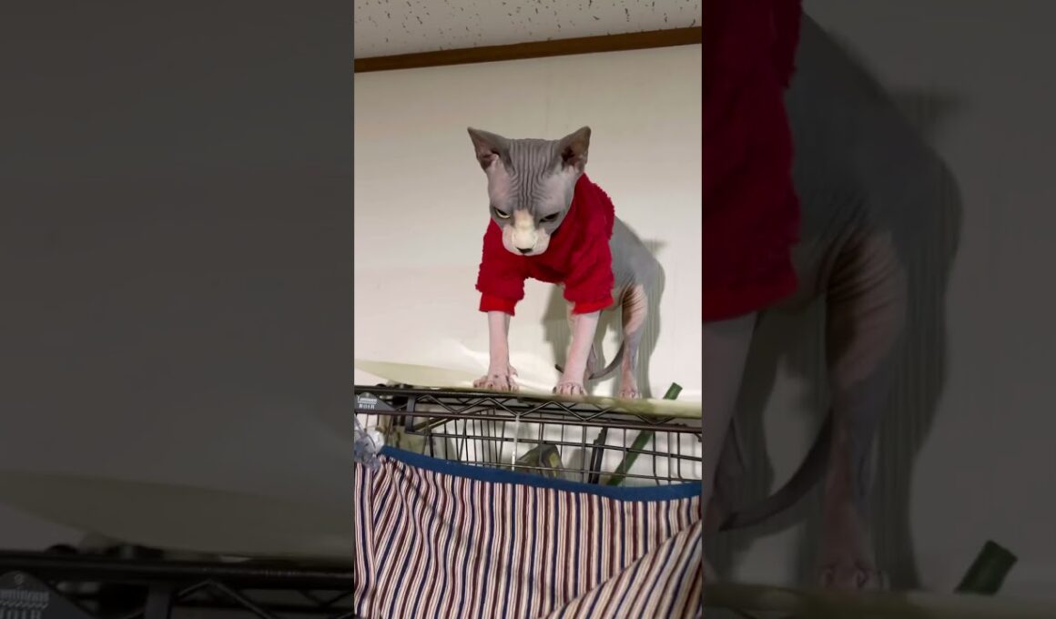 スフィンクス猫リズムに乗る#shorts#cat #lifewithcats #猫 #猫のいる暮らし #sphynx