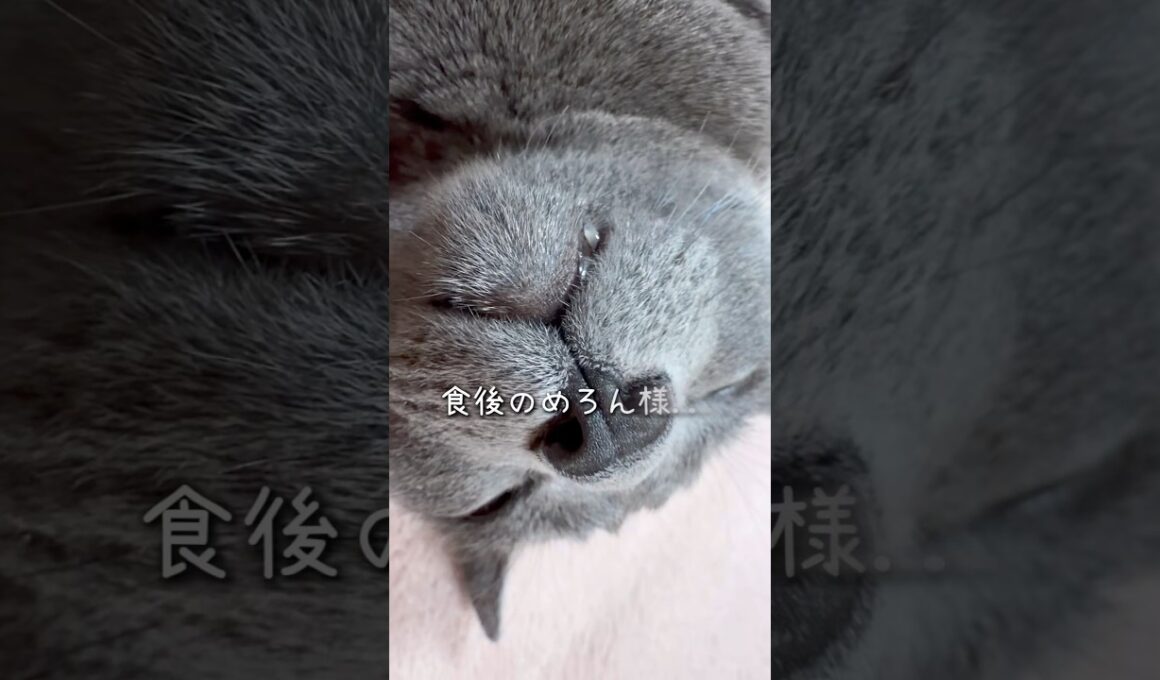 【ロシアンブルー】今朝のめろん...お腹いっぱいになると転がるね🤭【猫】#shorts