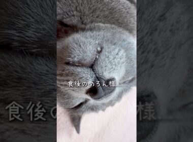 【ロシアンブルー】今朝のめろん...お腹いっぱいになると転がるね🤭【猫】#shorts