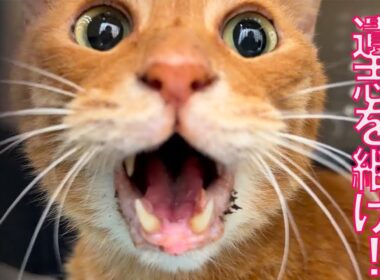 闘病ベテラン子猫、ボス猫の遺志を継ぐ皮下輸液 The Boss Cat's Last Will