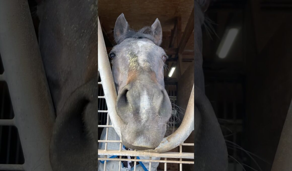 馬たち無事茨城へ移動しました！#シャムロック乗馬クラブ