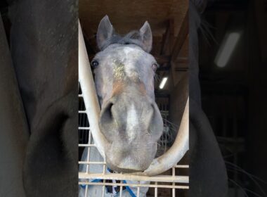 馬たち無事茨城へ移動しました！#シャムロック乗馬クラブ