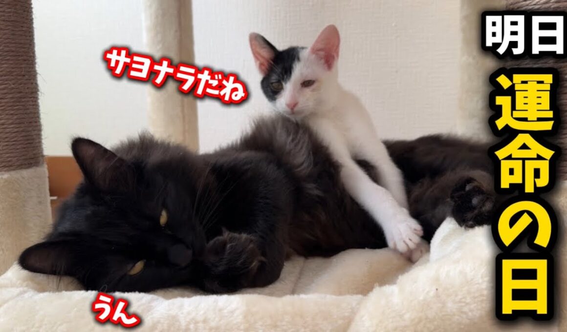 子猫が運命の日を迎えます