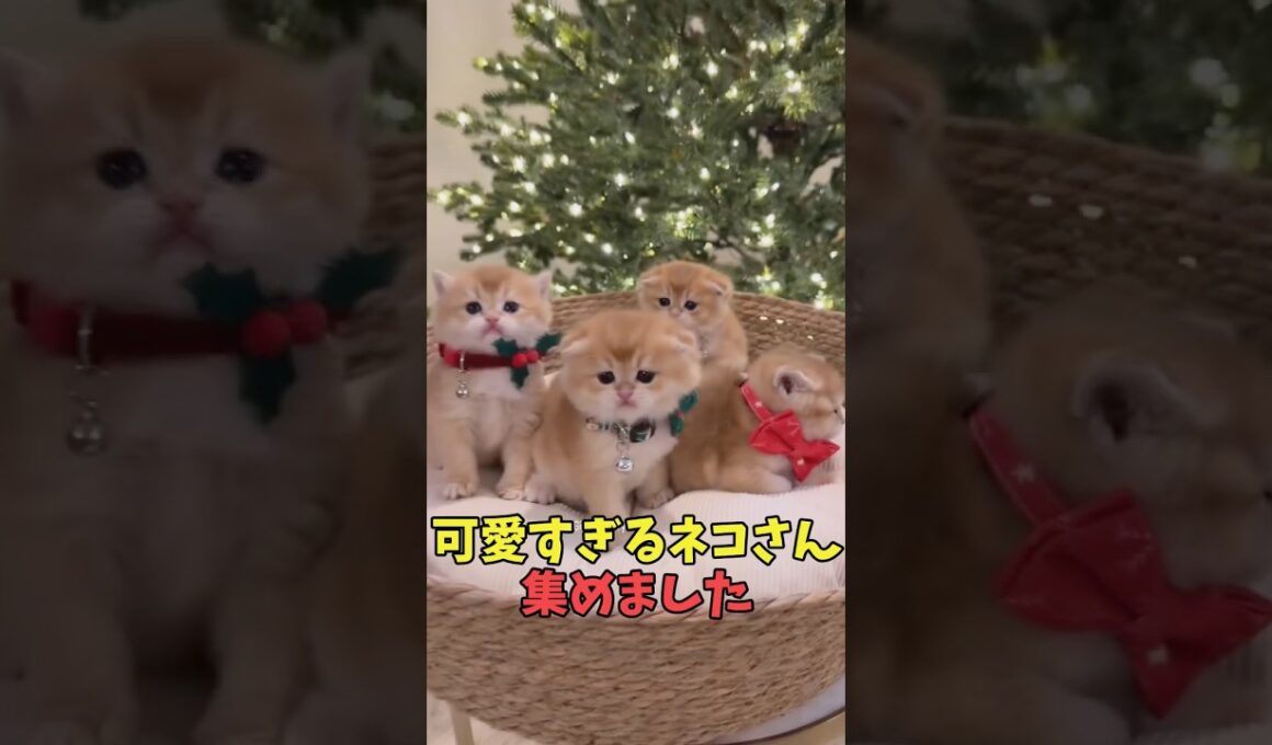 絶対優しい気持ちになる猫映像#猫　#猫のいる暮らし　#猫動画　#ねこ　#可愛い　#かわいい　#可愛すぎる　#2ch　#癒し　#ペット　#動物　#2ch 　#shorts