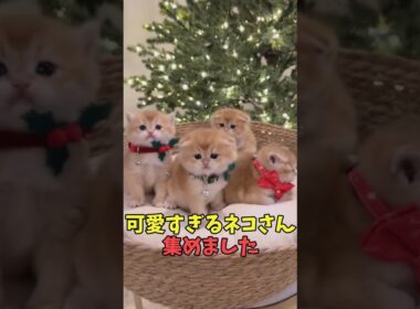 絶対優しい気持ちになる猫映像#猫　#猫のいる暮らし　#猫動画　#ねこ　#可愛い　#かわいい　#可愛すぎる　#2ch　#癒し　#ペット　#動物　#2ch 　#shorts