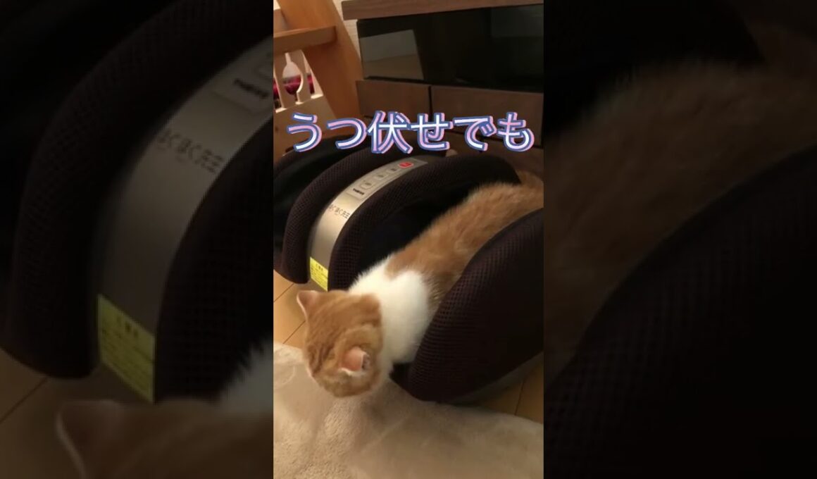 すっぽり！ハマってる猫が可愛い♡#cat #ペット #猫 #スコティッシュフォールド #スコティッシュ #癒し #pet #ねこのいる生活 #ねこ #shorts