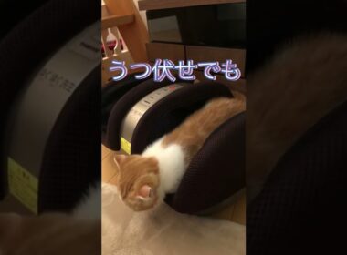すっぽり！ハマってる猫が可愛い♡#cat #ペット #猫 #スコティッシュフォールド #スコティッシュ #癒し #pet #ねこのいる生活 #ねこ #shorts