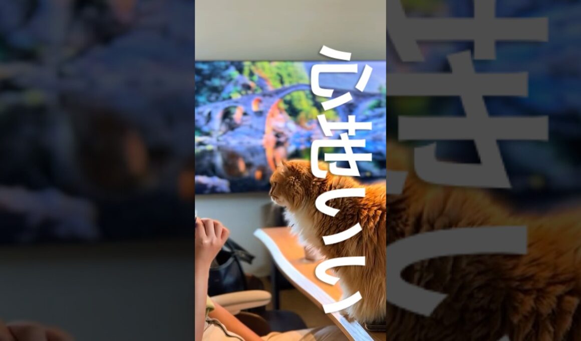 #猫 #cat #猫のいる暮らし #アメリカンカール