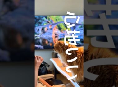 #猫 #cat #猫のいる暮らし #アメリカンカール