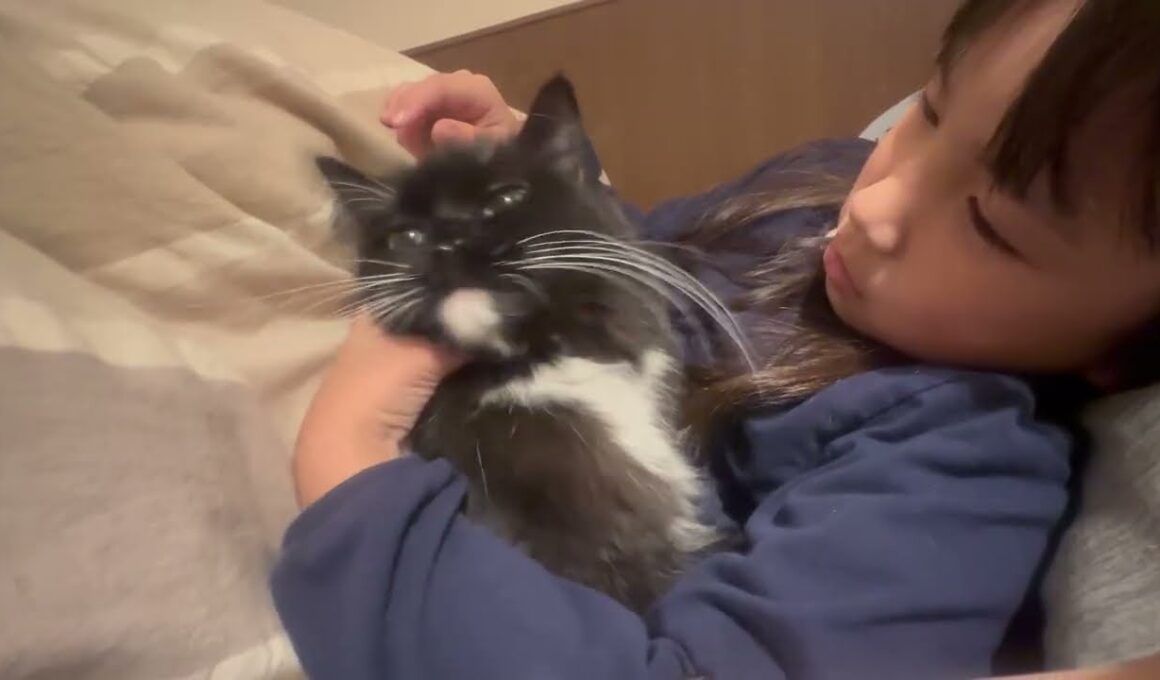 一緒に寝に着く猫　ラガマフィンA cat that goes to bed with me. Ragamuffin