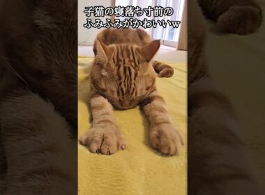 子猫の寝落ち寸前のふみふみがかわいい...笑#shorts
