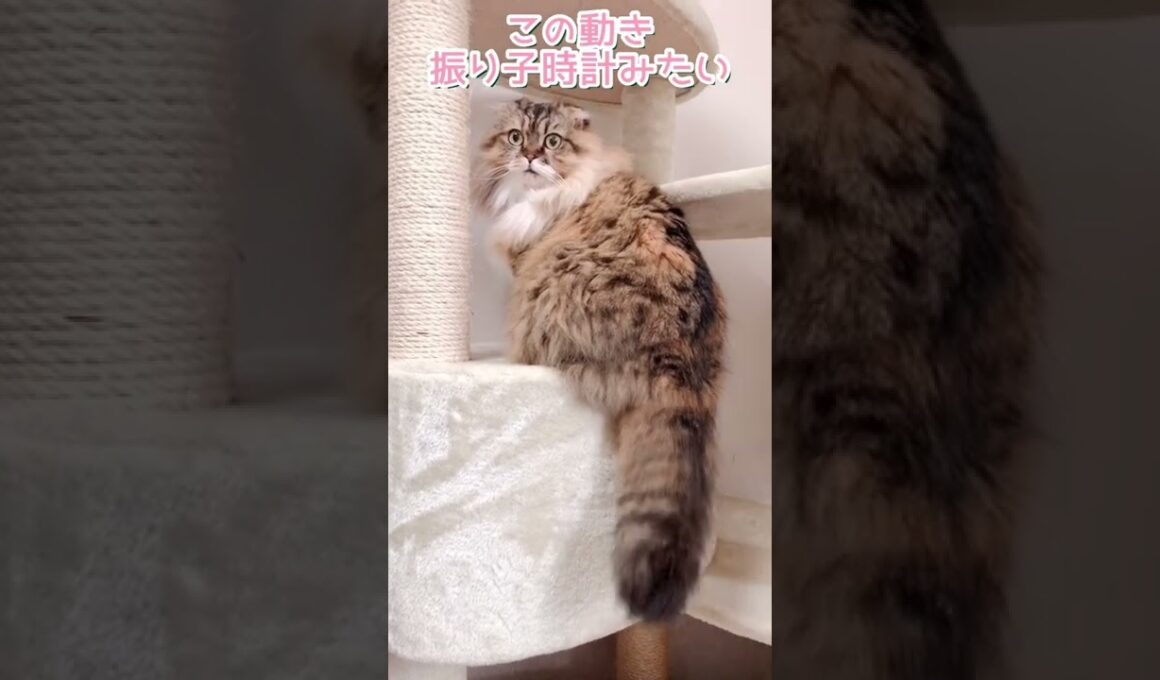 もふもふなしっぽをフリフリするもふもふ猫さん#スコティッシュフォールド #もふもふ #猫 #モラン #ほのぼの #shorts #cat #猫動画 #猫のいる暮らし #ねこ #長毛猫 #しっぽ