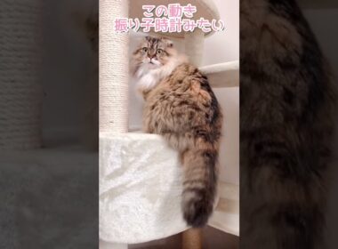 もふもふなしっぽをフリフリするもふもふ猫さん#スコティッシュフォールド #もふもふ #猫 #モラン #ほのぼの #shorts #cat #猫動画 #猫のいる暮らし #ねこ #長毛猫 #しっぽ