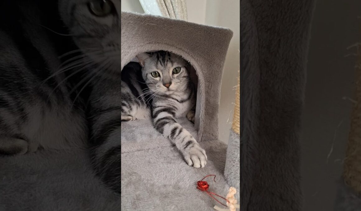 ｢クイズチュールでドン！｣#shorts  #cat  #アメショ #cute #猫 #アメリカンショートヘアー #猫のいる暮らし
