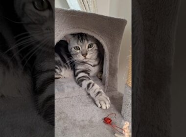 ｢クイズチュールでドン！｣#shorts  #cat  #アメショ #cute #猫 #アメリカンショートヘアー #猫のいる暮らし