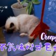 バーマン猫ガブとラフ【不気味なオモチャ】Creepy toy（バーマン猫）Birman/Cat