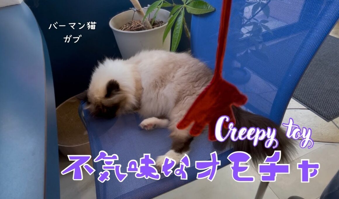 バーマン猫ガブとラフ【不気味なオモチャ】Creepy toy（バーマン猫）Birman/Cat